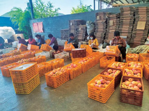 　　山东省沂源县正源冷库内，工人正在包装苹果。　受访者供图