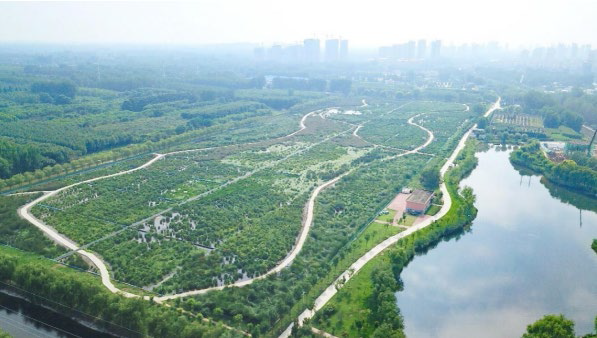图：山东省聊城清泉河湿地项目