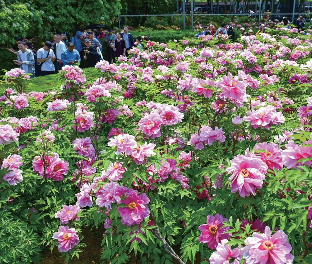 2024年4月13日，游客在河南省洛阳市中国国花园游玩赏花