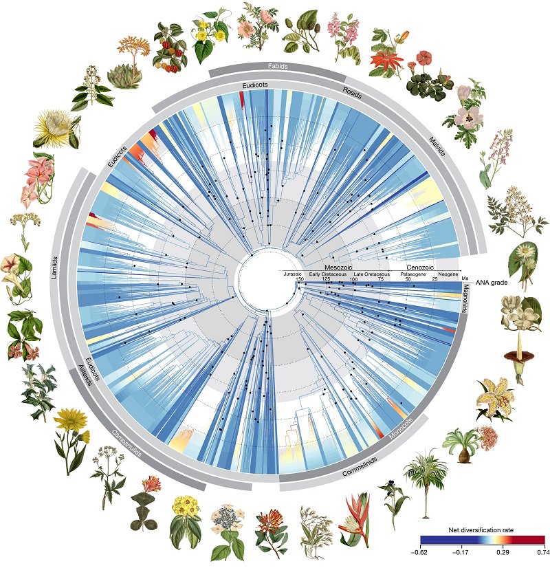 构建被子植物进化树的数据比同类研究多15倍，涉及对9500多种不同开花植物的测序。