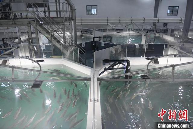 4月28日，北欧(中国)鲑鱼RAS陆基养殖基地的大西洋鲑养殖一景。 王刚 摄