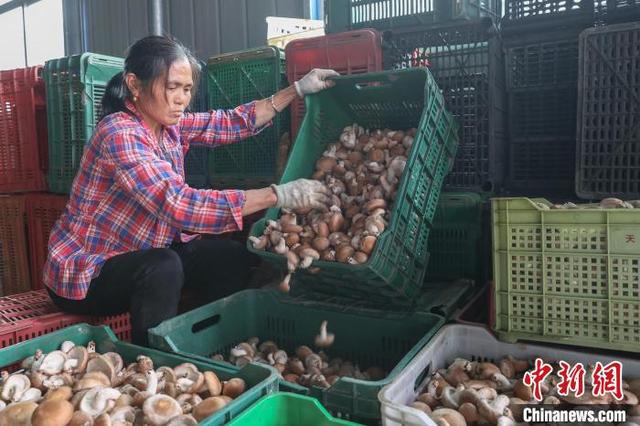 图为农户在对采摘下来的香菇进行挑拣。刘力鑫 摄
