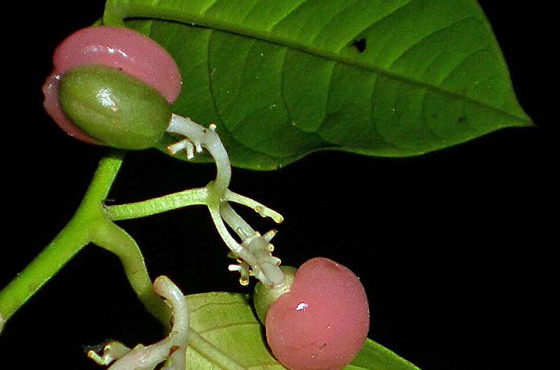 新的进化树对松花蛇发草科和属进行了重新分类，这是一种结有奇异果实的热带小树。