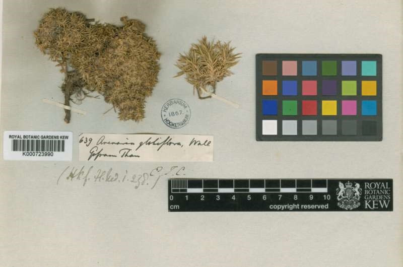 该研究中测序的最古老的植物是1829年收集的干燥植物标本。