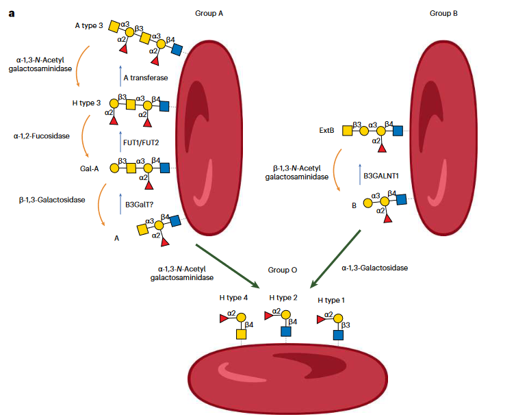 研究示意图显示红细胞和嗜黏蛋白上的A、B、O血型抗原。
