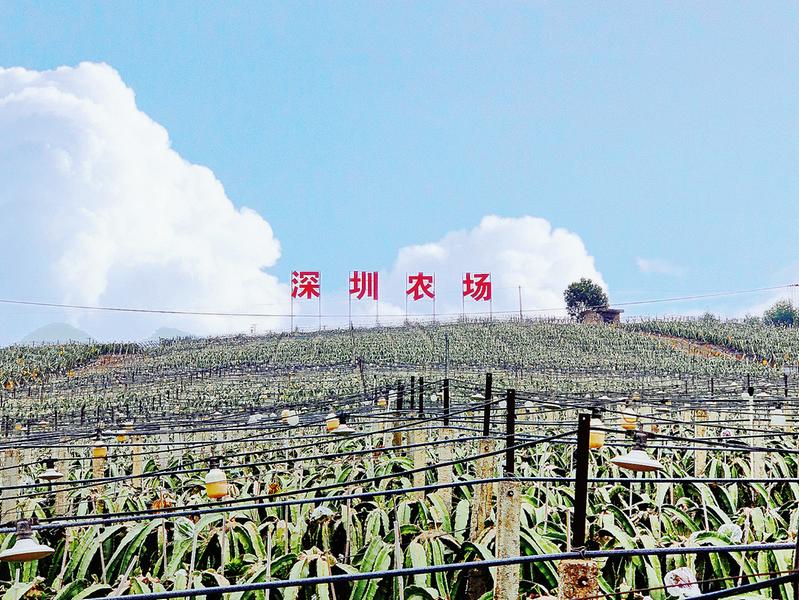     ▲广西金福农业有限公司火龙果种植基地被认定为“深圳农场”，成为深圳农副产品优质供应基地。
