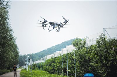2023年8月8日，平谷区峪口镇未来果园博士农场，一架无人机起飞，对果树进行施药养护。资料图片/新京报记者 薛珺 摄