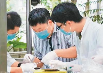 工作人员正在开展鳄蜥繁育研究。广东国家公园建设工作领导小组办公室供图