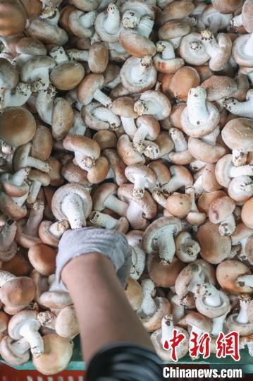 图为农户在对采摘下来的香菇进行挑拣。刘力鑫 摄