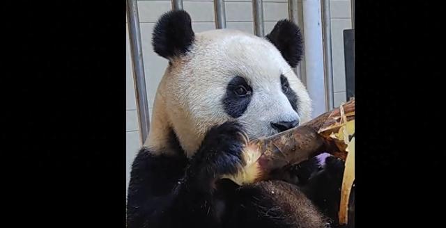@中国大熊猫保护研究中心 视频截图