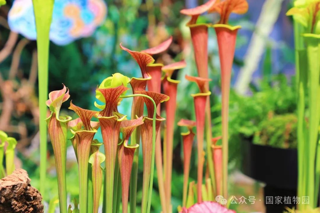 比如说老化的猪笼草捕虫笼就变成了蚊蝇,蝌蚪,小蟹甚至蛙类的栖息地.