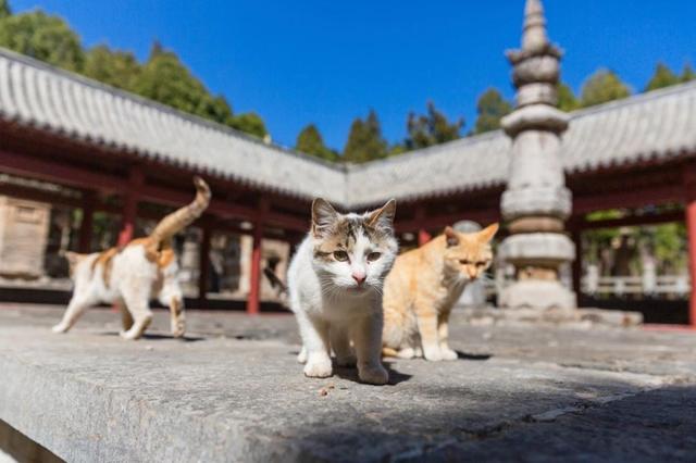 四门塔风景区被称为“猫猫寺”。“泉在济南”微信公众号 图