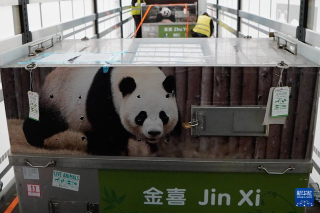 4月29日，在西班牙马德里，工作人员转运大熊猫“金喜”和“茱萸”。新华社发（西班牙马德里动物园供图）