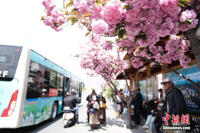 图为拉萨北京中路白塔公交站，民众花下乘车。