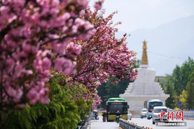 图为拉萨北京中路的樱花与白塔。