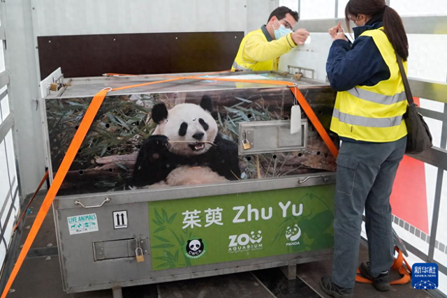 4月29日，在西班牙马德里，工作人员检查大熊猫“茱萸”专用运输笼。新华社发（西班牙马德里动物园供图）
