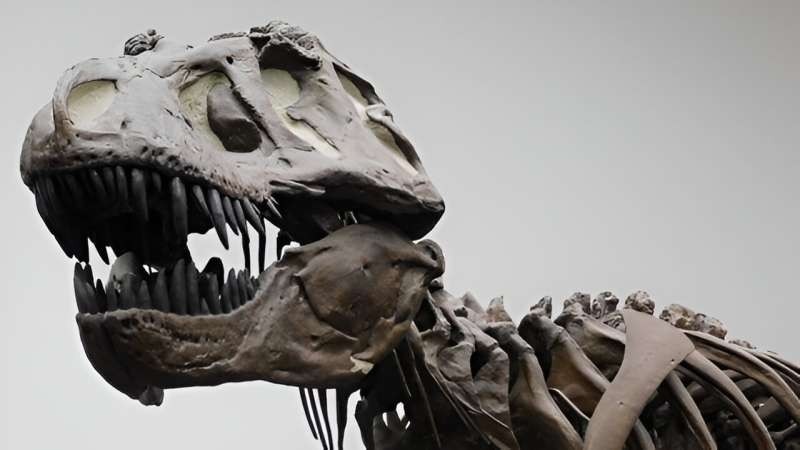 德国法兰克福森肯堡博物馆的霸王龙骨骼模型。