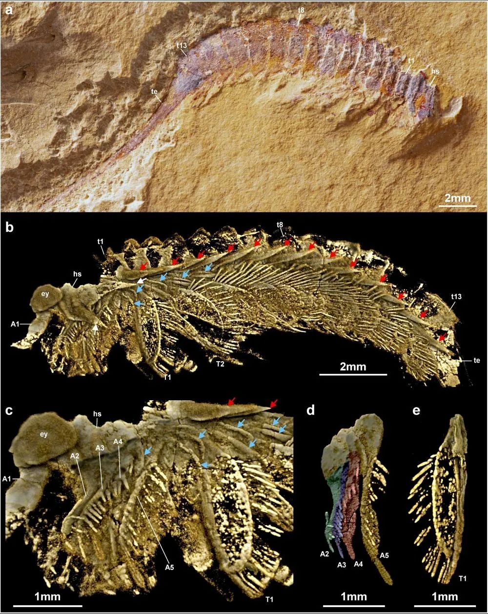 长尾螳螂虫CT三维模型 受访者 供图