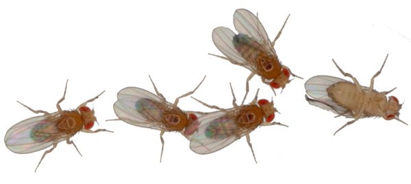 实验中自由活动的雌雄果蝇在有机玻璃场中互动。