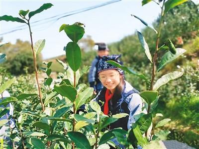 在温州市苍南县桥墩镇八亩后村五凤茶园，学生参与研学游览。受访者供图