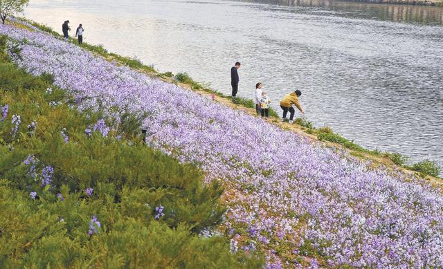 运潮减河的岸坡上，二月兰开成一片紫色花海。本报记者 方非摄