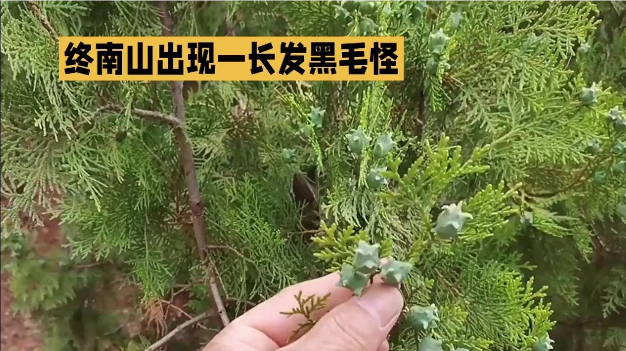 柏子仁:古传秘药,养心安神的不老传说|柏子仁_新浪新闻