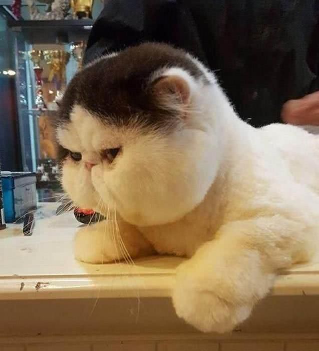 关于胖猫事件,大家的情绪不要太过于激动|情绪|女友_新浪新闻