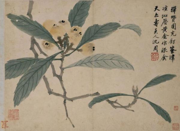 明 沈周《卧游图册》-枇杷，北京故宫博物院藏