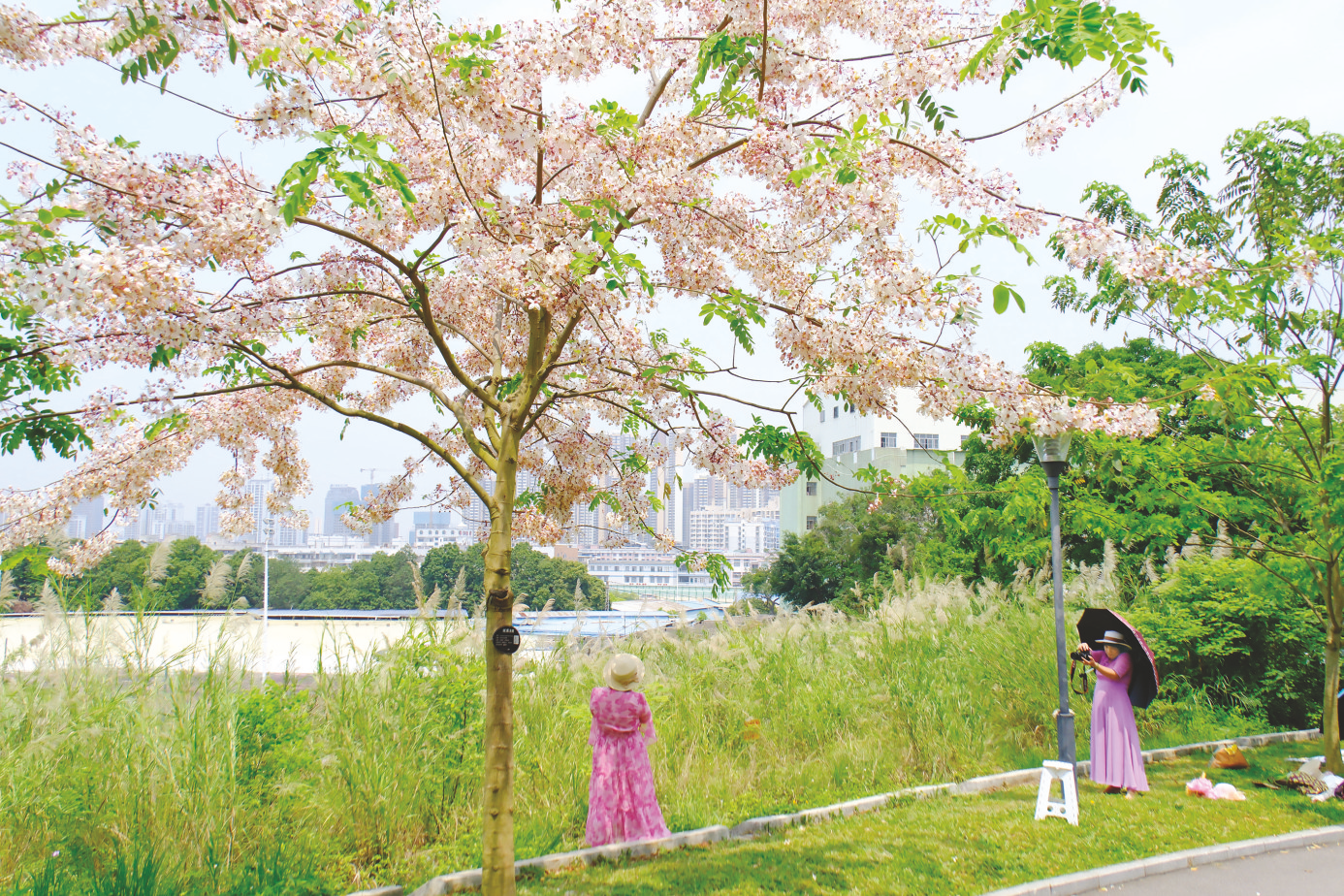     游客在“泰国樱花”树下拍照留念。    本报记者宋延康 摄