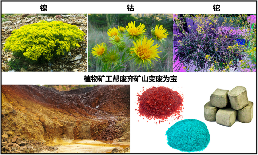 一些能提取某种金属的植物和它们的产物（图片来源：参考资料[9]）