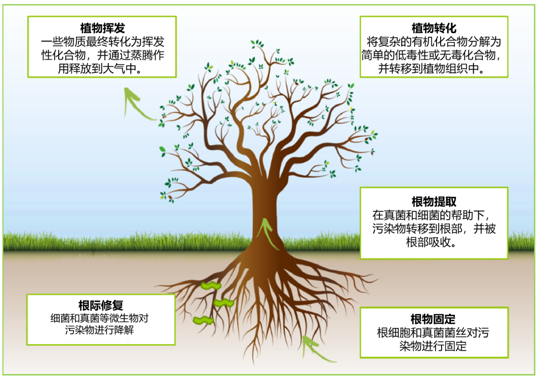 植物修复的过程（图片来源：wiki）