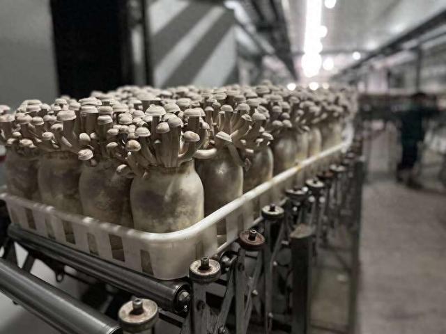 上海金山蘑菇小镇上的菌菇生产车间。上海市税务局供图