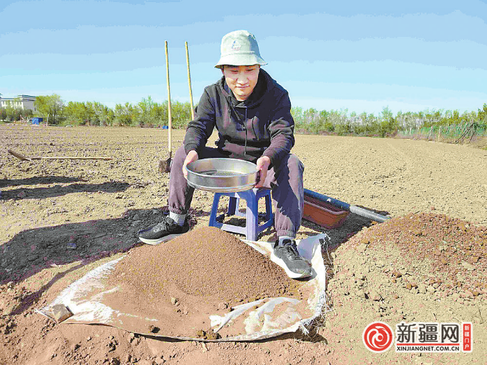 新疆农业大学园艺学院学生正在地头筛土。（全媒体记者江斌伟摄）