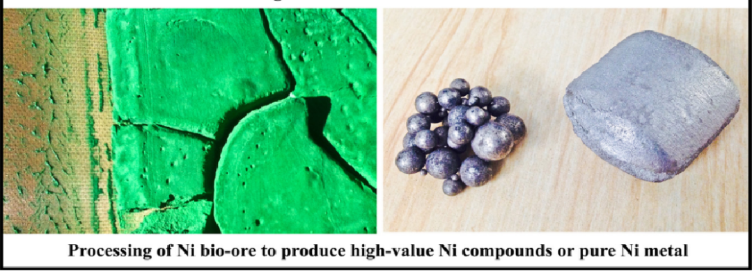 从生物提取物（左）到高价值镍化合物或纯镍（右）（图片来源：参考资料[10]）