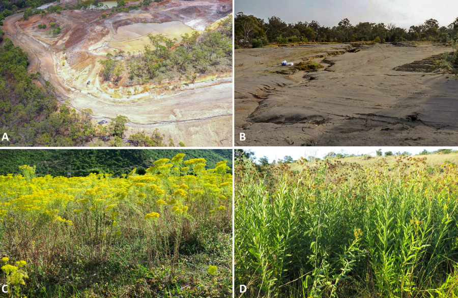 一些植物矿工在澳大利亚采矿（图片来源：参考资料[9]）