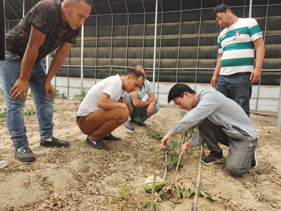     新疆昆玉红枣科技小院的硕士研究生孙武（右二）教村民栽培技术。受访者供图
