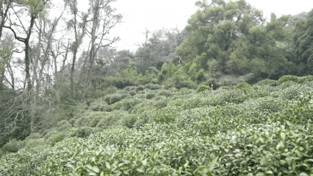 看到满山的绿色，心情都会变好