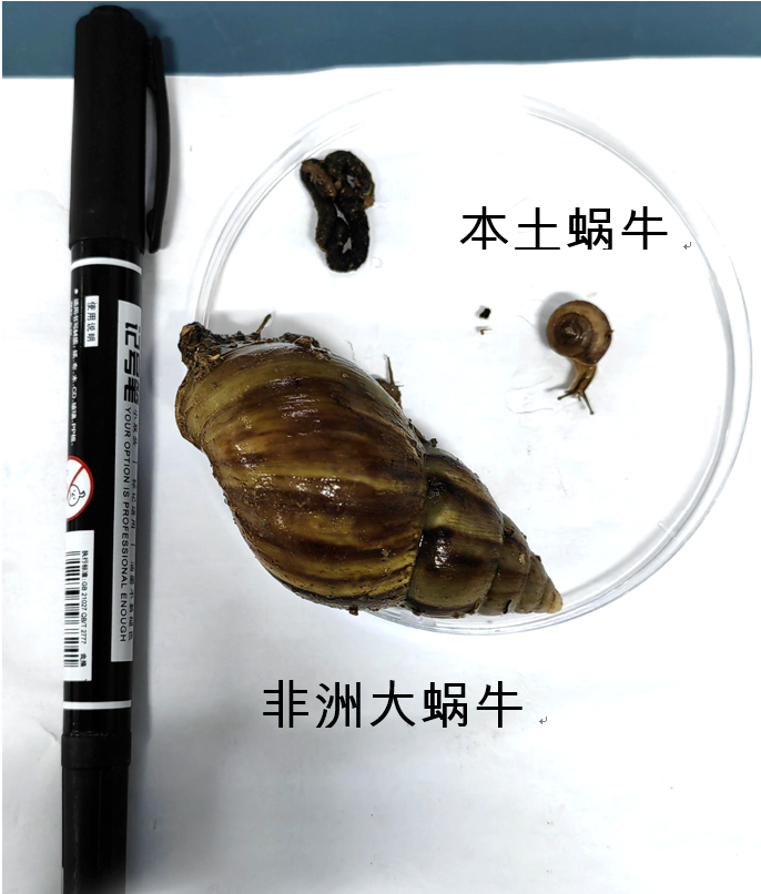 ▲非洲大蜗牛和本土蜗牛体型对比