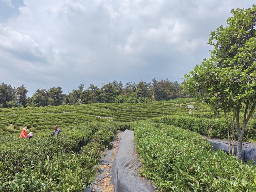 "鄂西北高香型绿茶生产基地""中国有机绿茶之乡""中国高香型生态绿茶