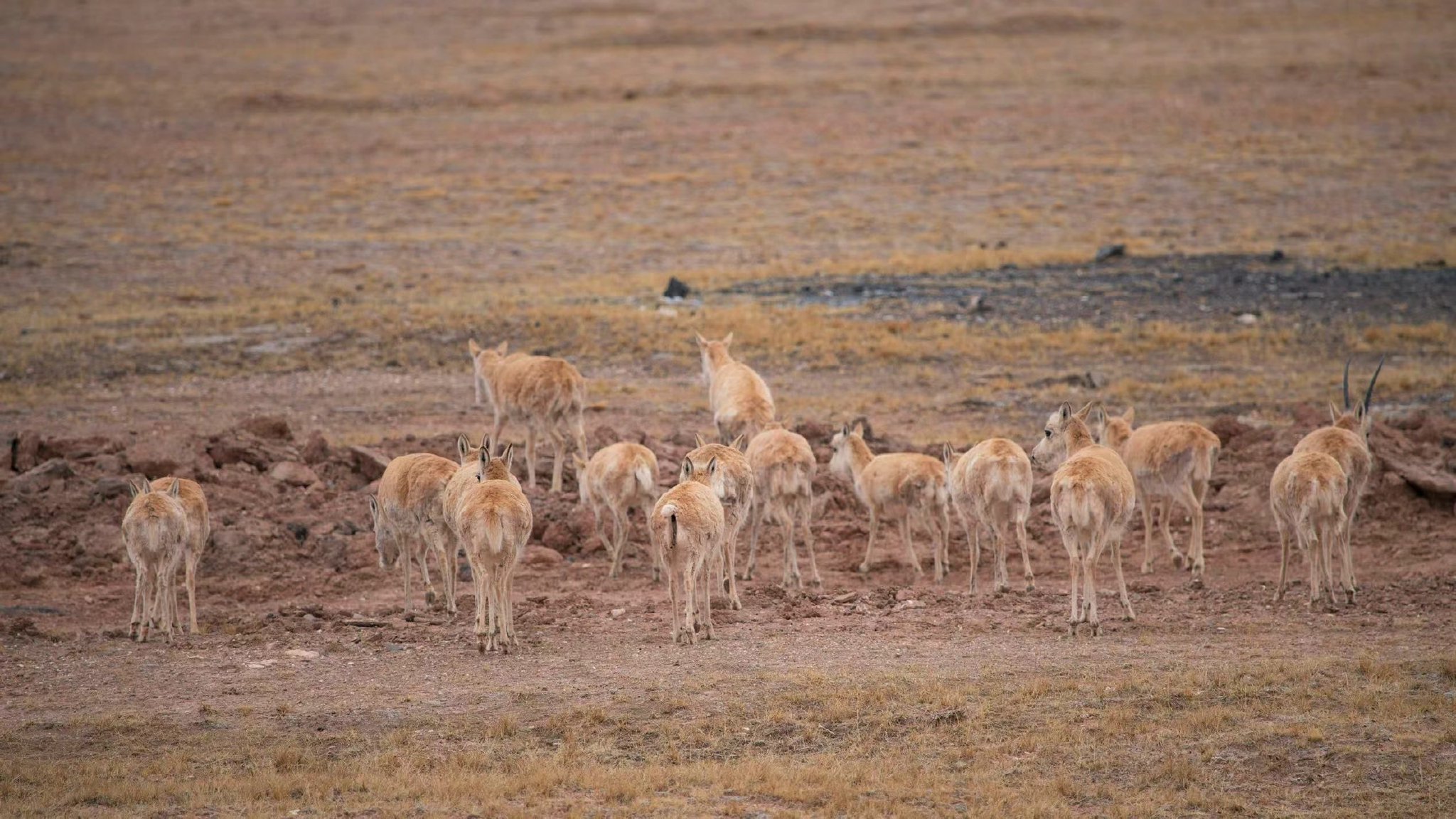 藏羚羊开启年度大迁徙