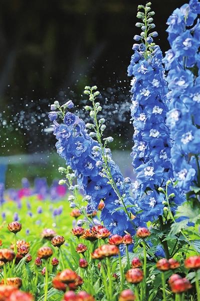 湖水悠悠,杨柳依依,鼠尾草,大飞燕,毛地黄等鲜艳花卉在海淀公园"淀园