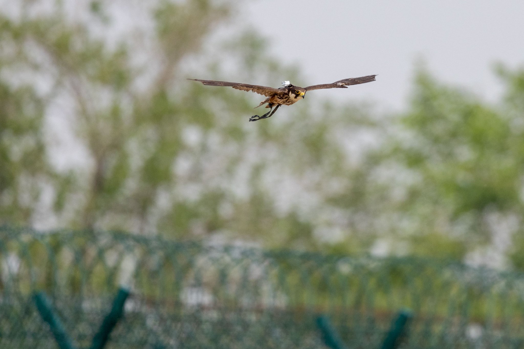 首都機場驅鳥迎來「獵鷹二代」,長大後將上崗 - 新浪香港
