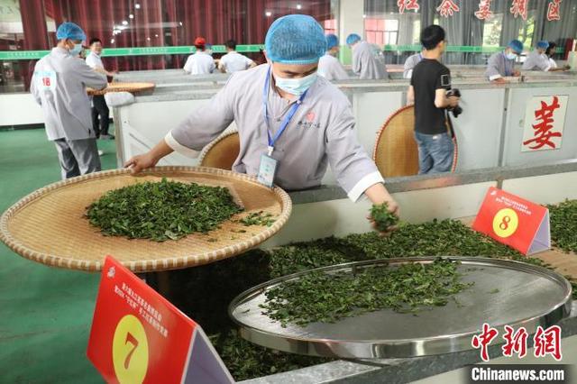 江西修水上演传统制茶技艺 宁红茶香飘万里