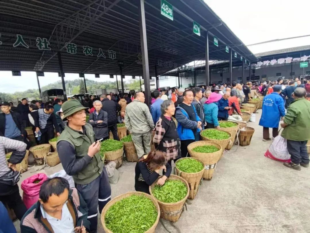 来茶博会,喝"供销茶"!