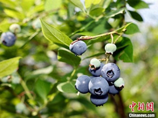 5月7日,在浙江金华东阳市马宅镇塘里村一处蓝莓果园,一颗颗饱满圆润
