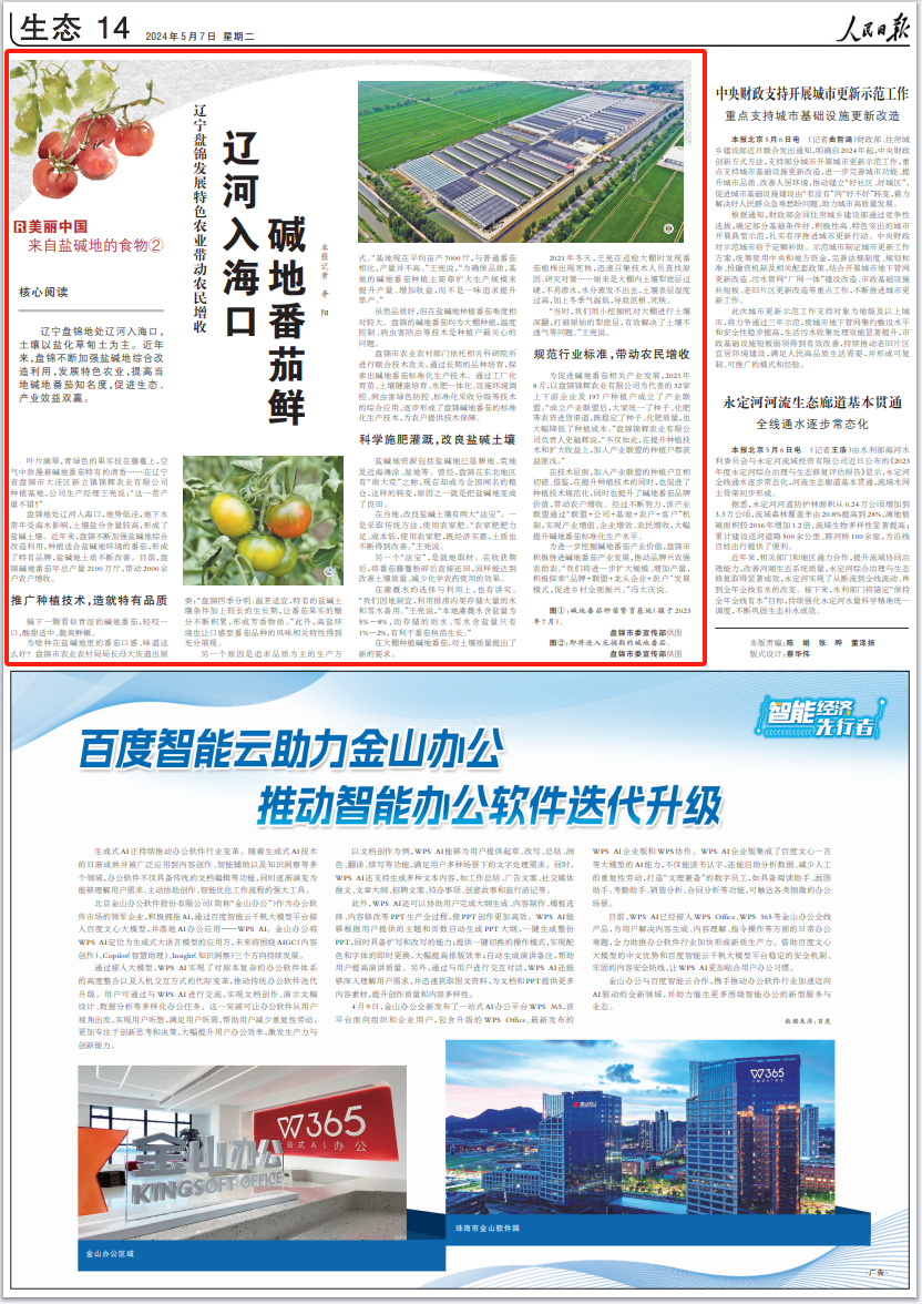 盘锦市委宣传部供图即将进入采摘期的碱地番茄.