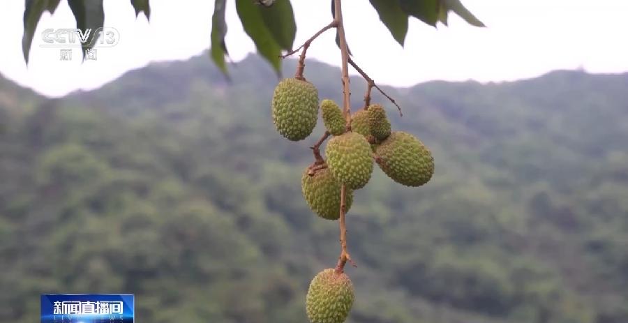 今年是荔枝“小年”?产量偏低的“罪魁祸首”找到了|广东省|茂名市|广东|茂名荔枝|低温_新浪新闻