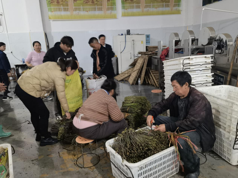 村民将采集的蕨菜送到加工厂。受访者供图