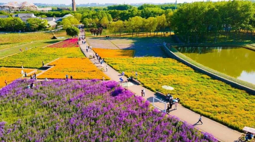 图片来源:宿迁三台山国家森林公园绣球(spring)在荷兰花海景区,绣球花