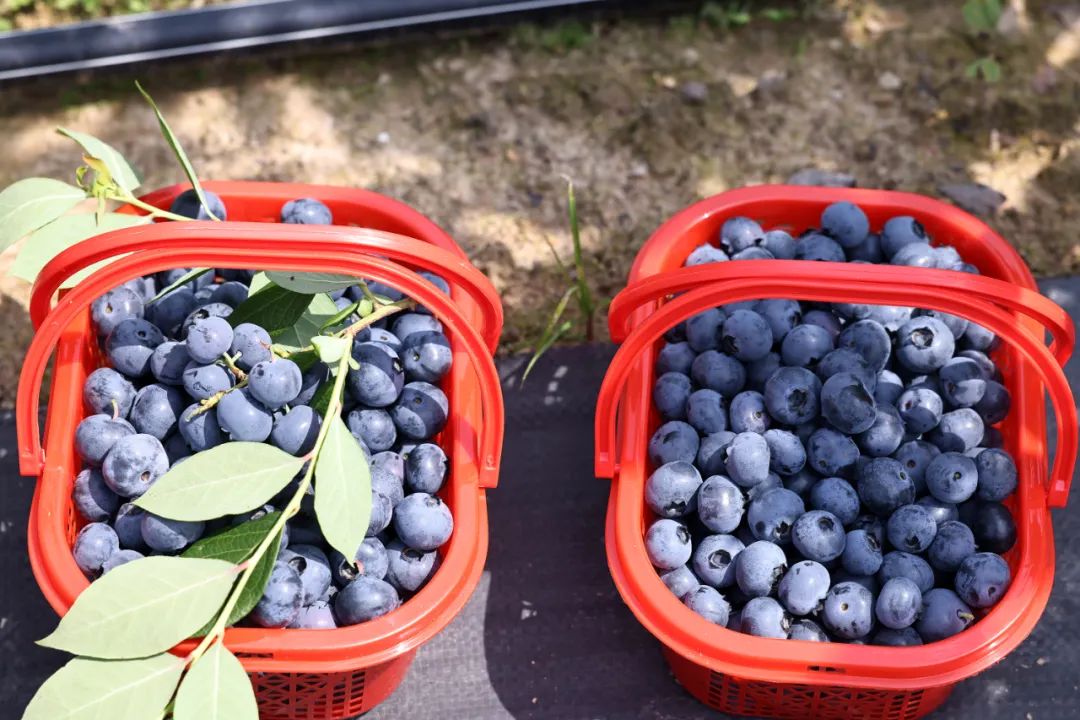 图源：视觉中国 20年前，蓝莓就成了美国的超级水果